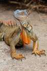Green Iguana-Costa Rica Art Print